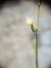 Streptanthus vimineus