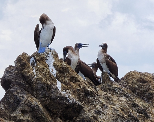 Blue-footed Booby