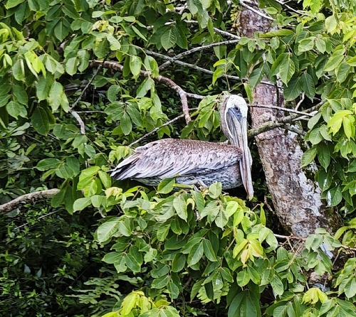 Brown Pelican