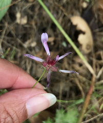 Trifolium oliganthum