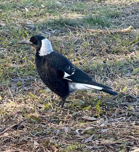 Australian Magpie