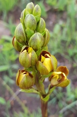 Eulophia parviflora