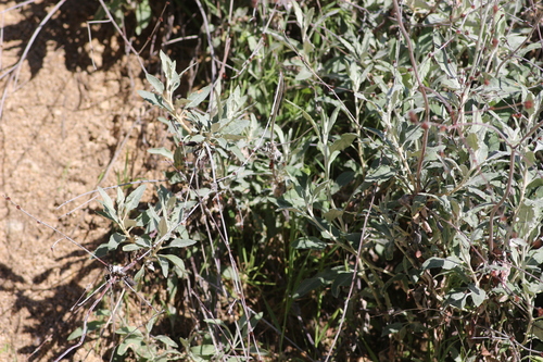 Eriogonum elongatum, photograph 3