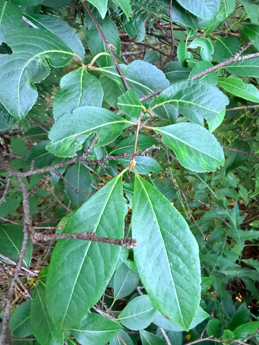 northern wild raisin