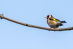 Carduelis carduelis