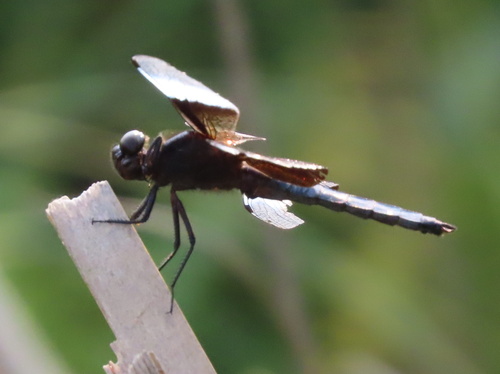 Widow Skimmer