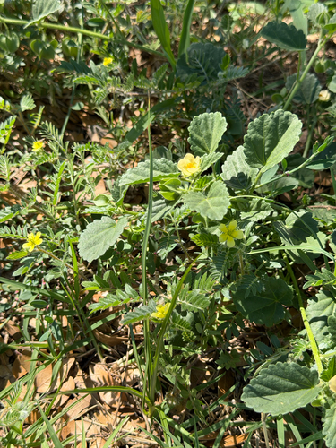 Rhynchosida physocalyx, photograph 2