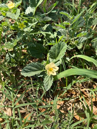 Rhynchosida physocalyx, photograph 1