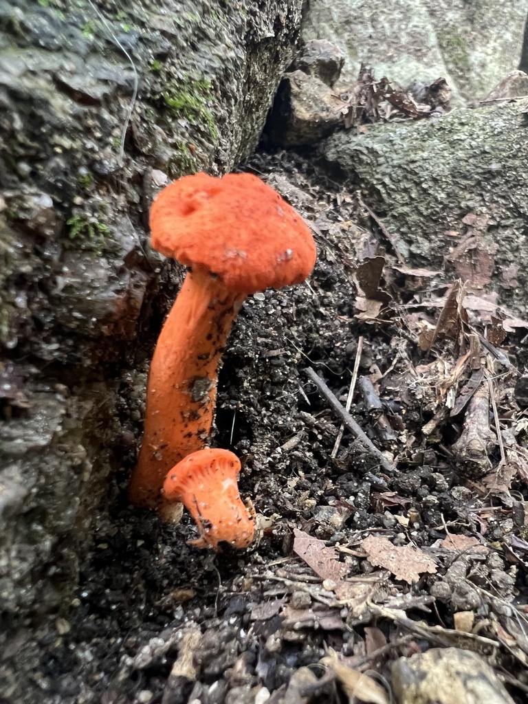 Red Chanterelle · August 2026 · photo: Photo: no rights reserved · iNaturalist