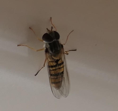 Marmalade Hover Fly
