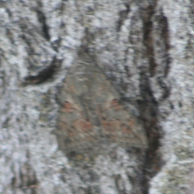 Catocala faustina