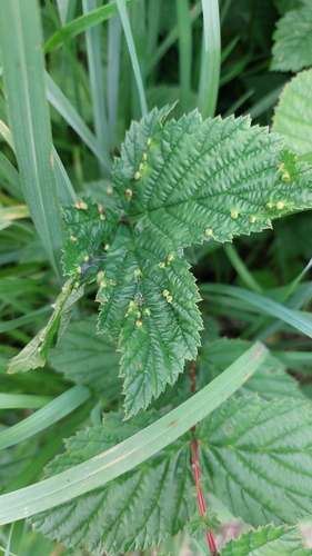 Dasineura ulmaria