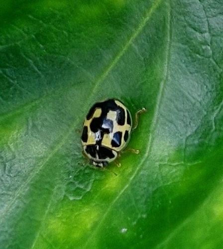 Fourteen-spotted Lady Beetle