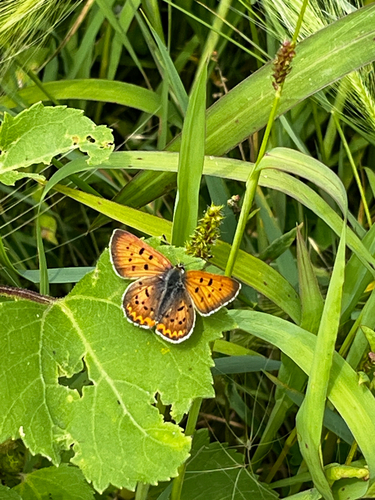 Purplish Copper