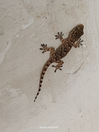 Moorish Gecko
