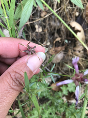 Trifolium oliganthum