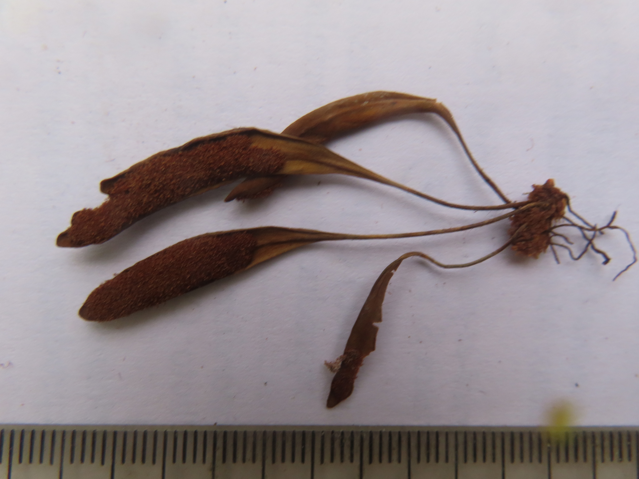 Oreogrammitis clemensiae