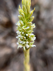Piperia elegans ssp. elegans