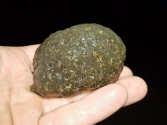 Pectinatella magnifica