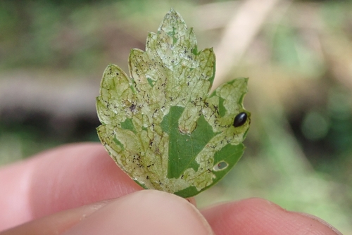 Phytomyza oenanthoides