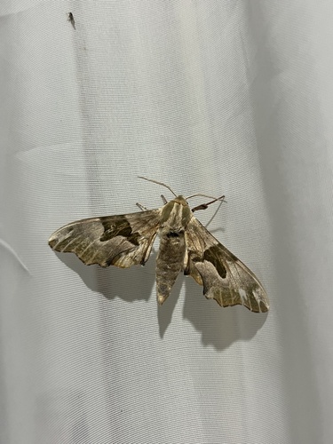 Lime Hawkmoth