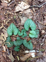 Viola walteri