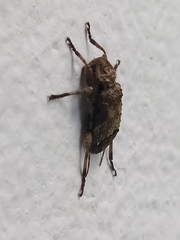 Leptostylopsis poeyi