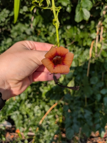 American trumpet vine