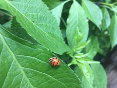 Harmonia axyridis