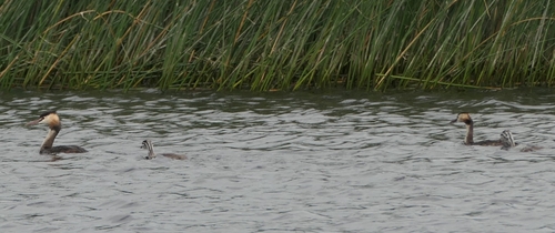 Great Crested Grebe