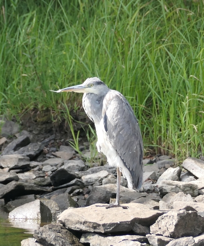 Grey Heron