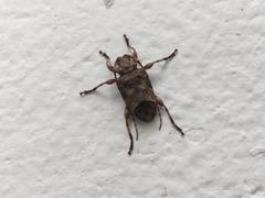 Leptostylopsis poeyi