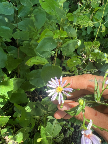 smooth blue aster