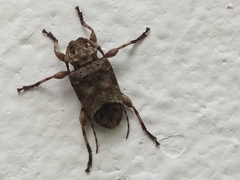 Leptostylopsis poeyi