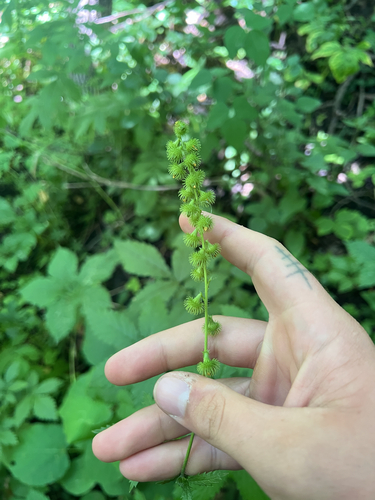 tall hairy agrimony