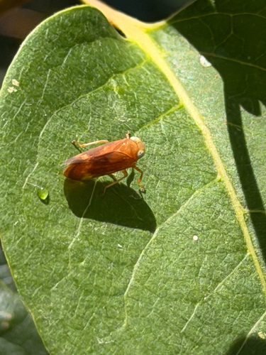 Coppery Leafhopper