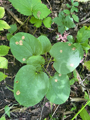 midwestern carrionflower