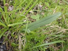 Platanthera lacera