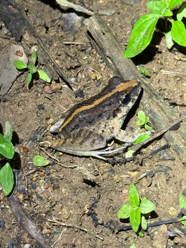 Fitzinger's Robber Frog