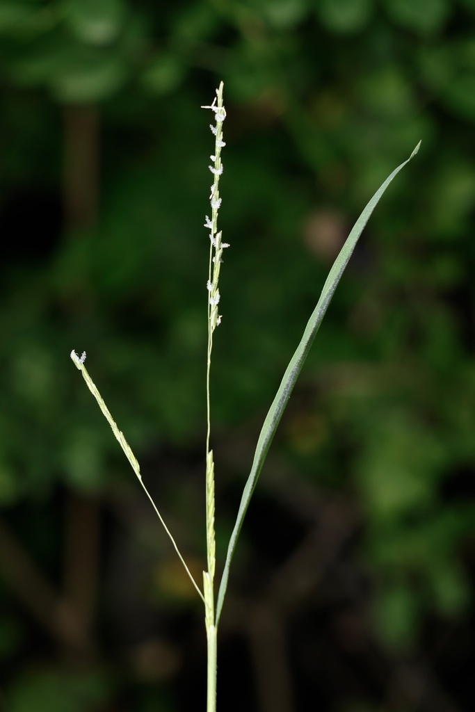 white grass