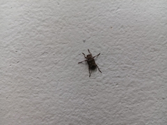 Leptostylopsis poeyi