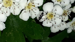 Grammoptera abdominalis