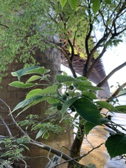 Broussonetia papyrifera