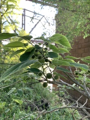 Broussonetia papyrifera