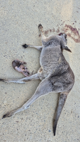 Eastern Grey Kangaroo