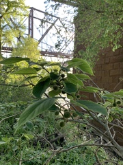 Broussonetia papyrifera