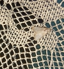 Lepidoptera