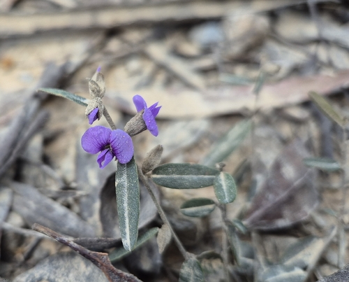 common hovea