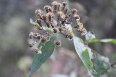 Chromolaena hookeriana, photograph Gabriel Albelda, CC BY, iNaturalist via GBIF