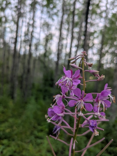 fireweed